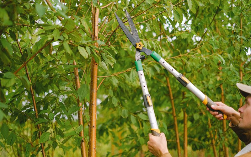 Tree trimming in Cape Fair, MO